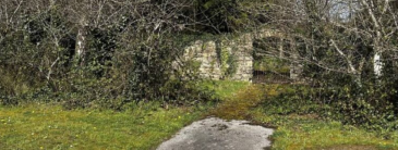 image of trees