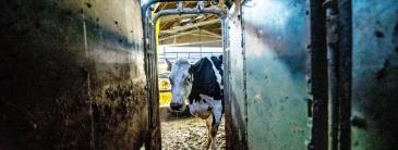 Image of a cow in a milking parlour