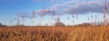 Cabragh Wetlands