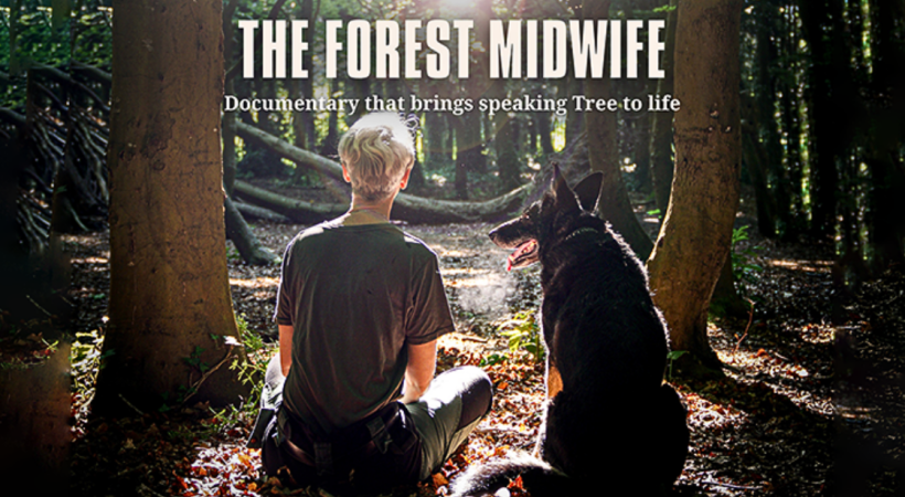 Image of a forest 