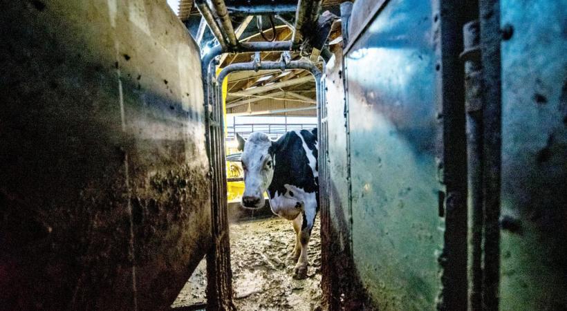 Image of a cow in a milking parlour