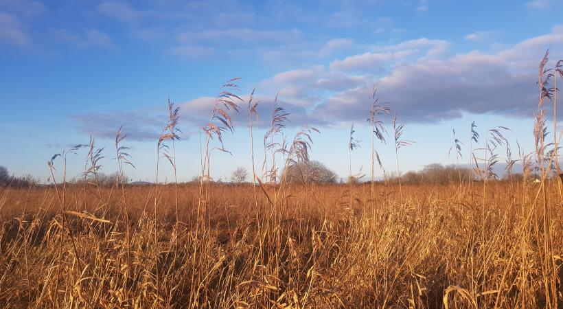 Cabragh Wetlands